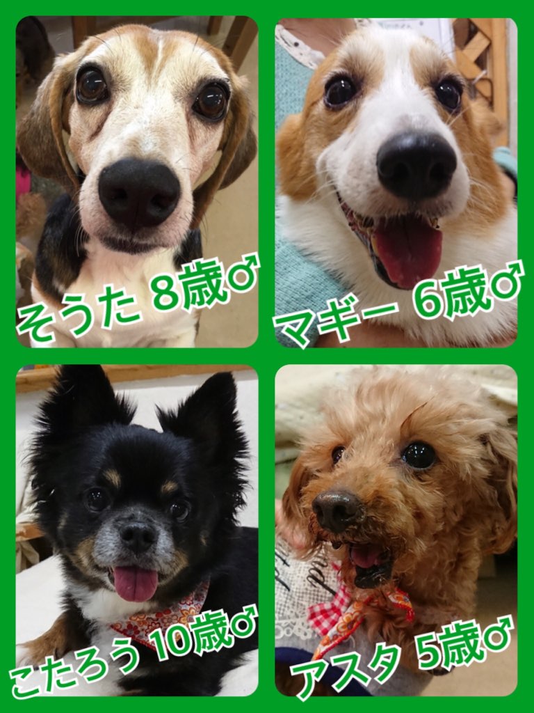 【今日から７月‼本日の里親様募集中ワンコ🐶メンバー🐾】